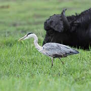 Grey Heron