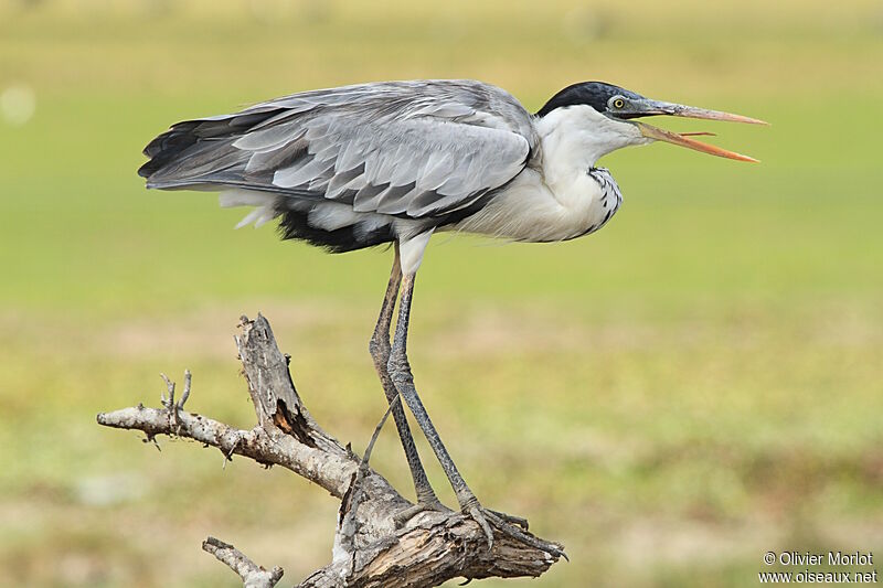 Cocoi Heron