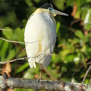 Capped Heron