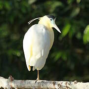 Capped Heron