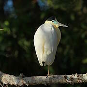 Capped Heron