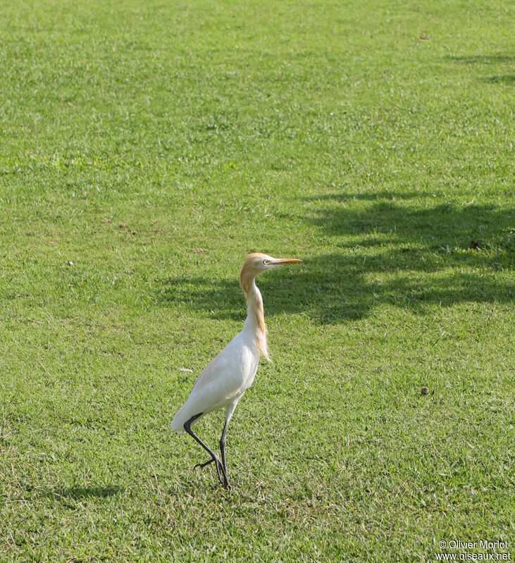 Western Cattle Egret