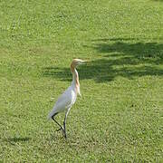 Western Cattle Egret