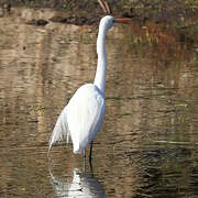 Medium Egret