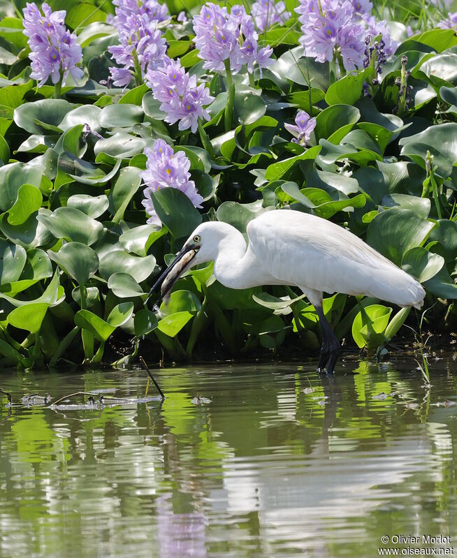 Medium Egret