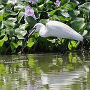 Medium Egret