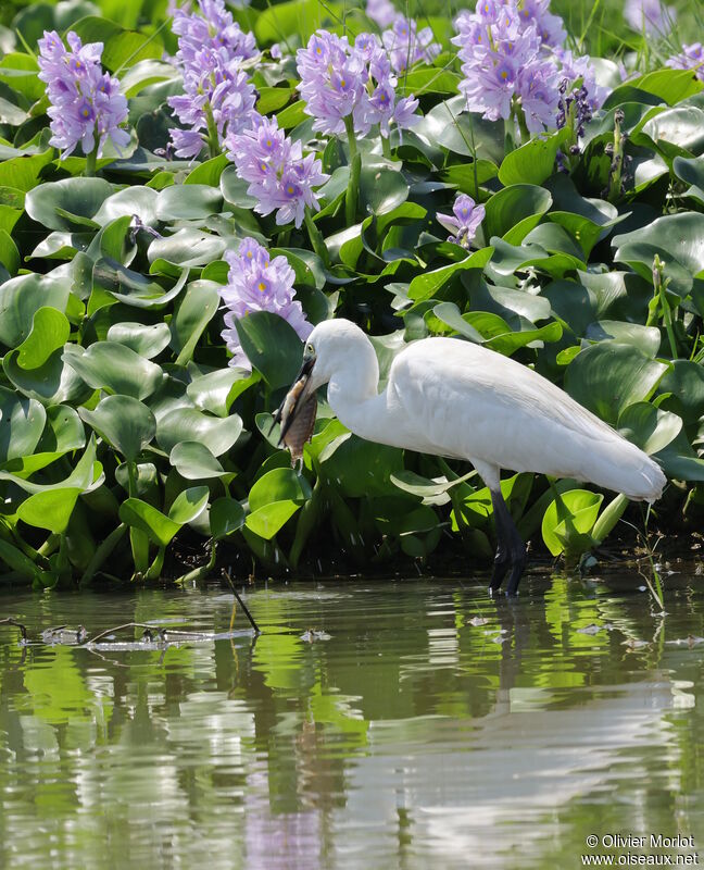 Medium Egret