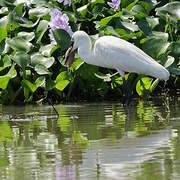 Medium Egret