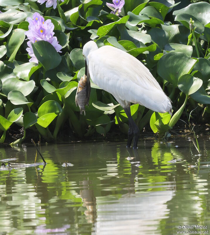 Medium Egret