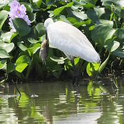 Medium Egret