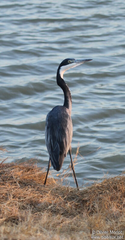 Black-headed Heron