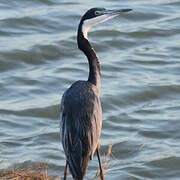 Black-headed Heron