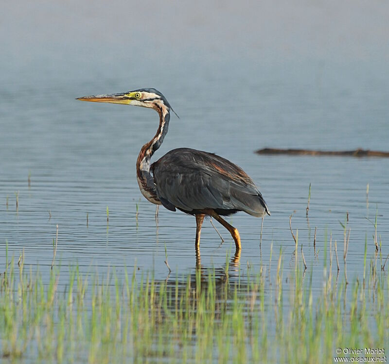 Purple Heron