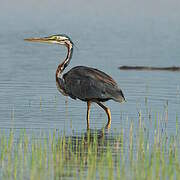 Purple Heron