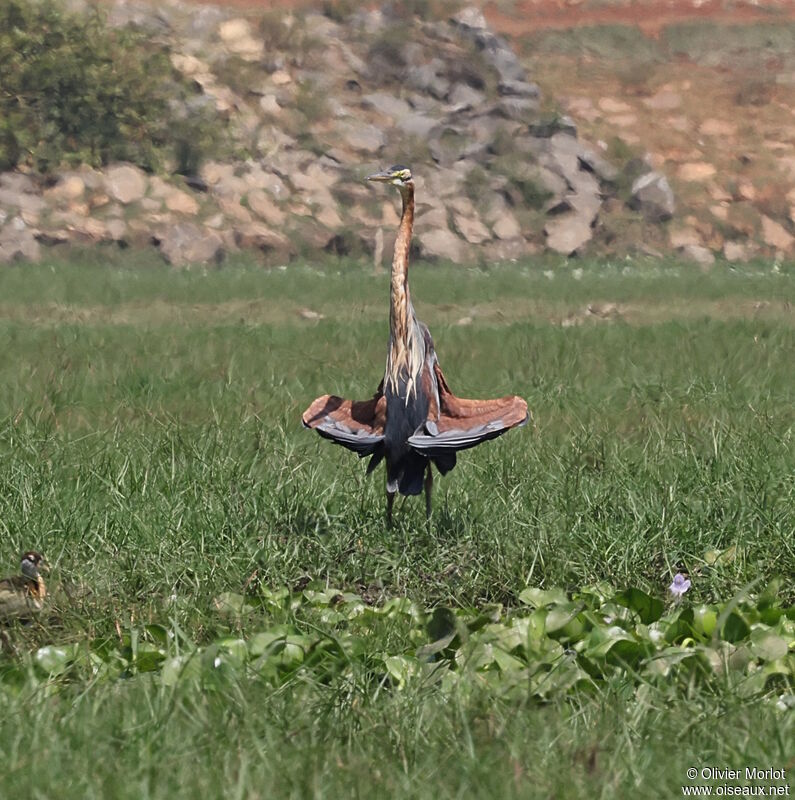 Purple Heron