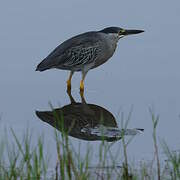 Striated Heron