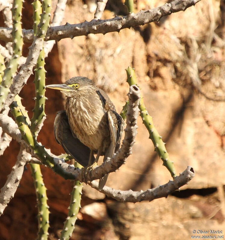 Striated Heronjuvenile