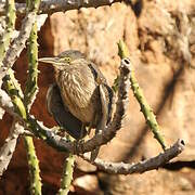 Striated Heron