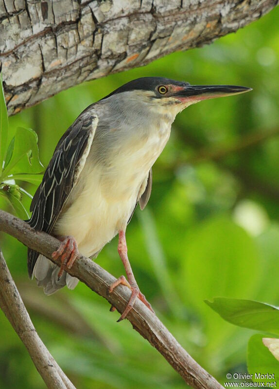 Striated Heron