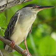 Striated Heron