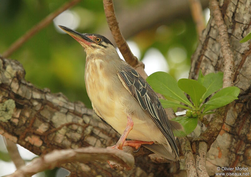 Striated Heron