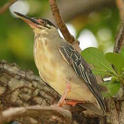 Striated Heron