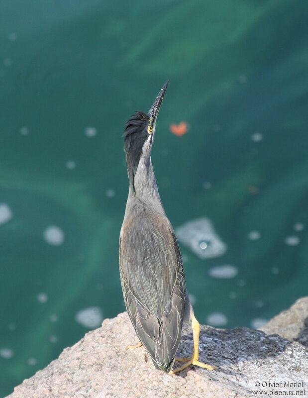 Striated Heron