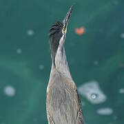 Striated Heron