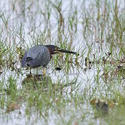 Green Heron