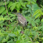 Green Heron