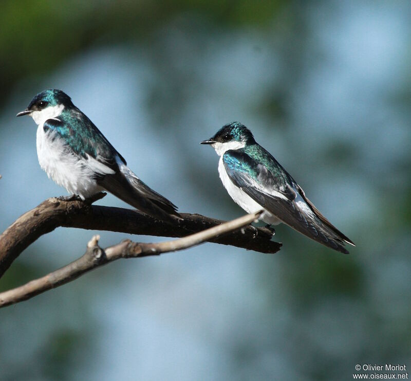 Hirondelle à ailes blanches