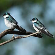 White-winged Swallow