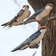 Wire-tailed Swallow