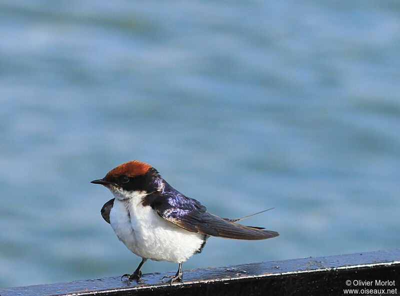 Wire-tailed Swallow