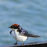 Wire-tailed Swallow