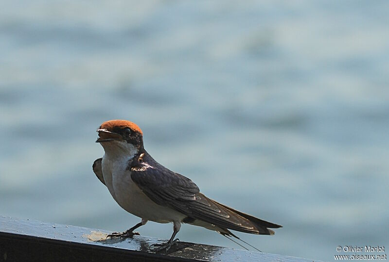 Hirondelle à longs brins