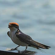 Wire-tailed Swallow