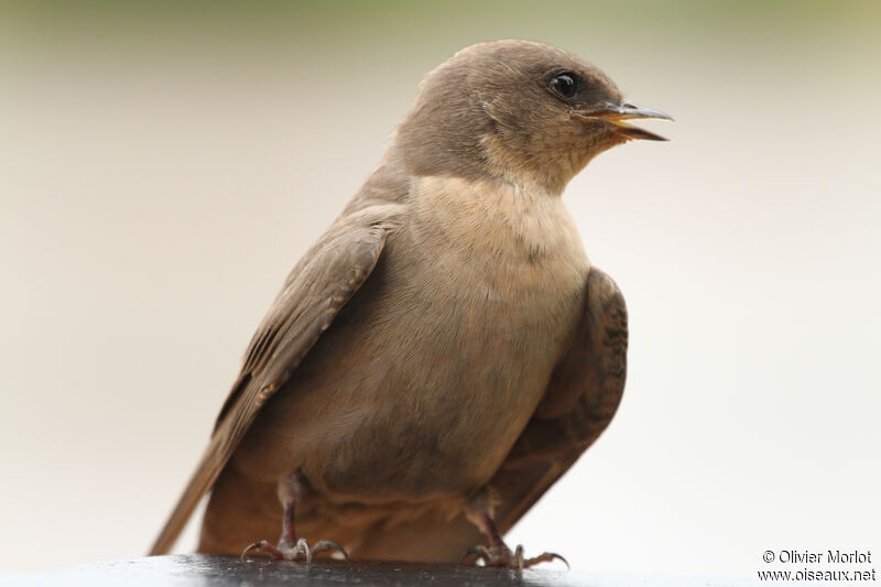 Hirondelle isabelline