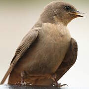 Large Rock Martin