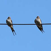 Lesser Striped Swallow