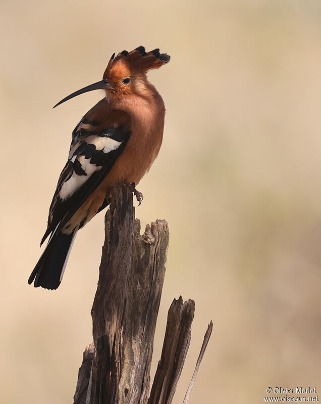 Eurasian Hoopoe