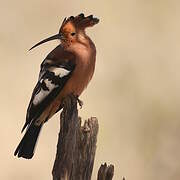 Eurasian Hoopoe