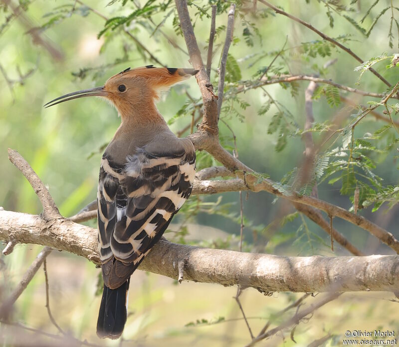 Eurasian Hoopoe