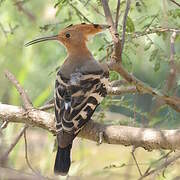 Eurasian Hoopoe