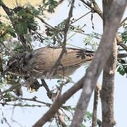 Booted Warbler