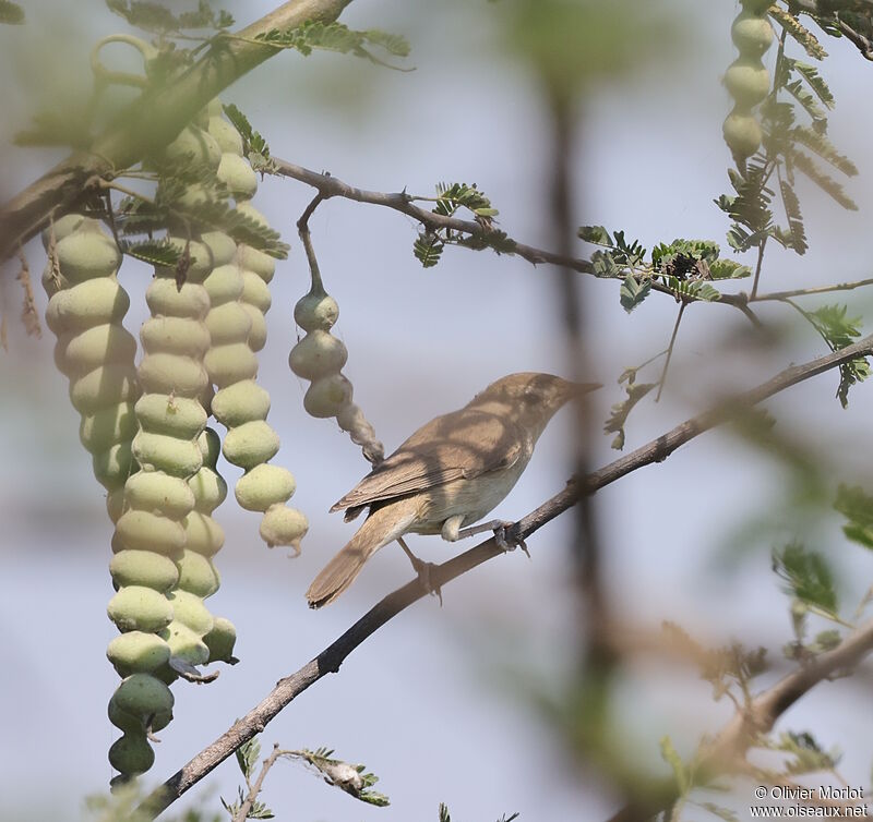 Booted Warbler