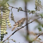 Booted Warbler