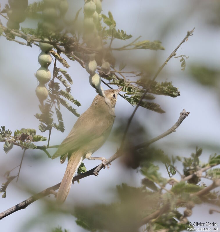 Booted Warbler