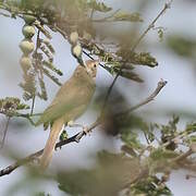 Booted Warbler