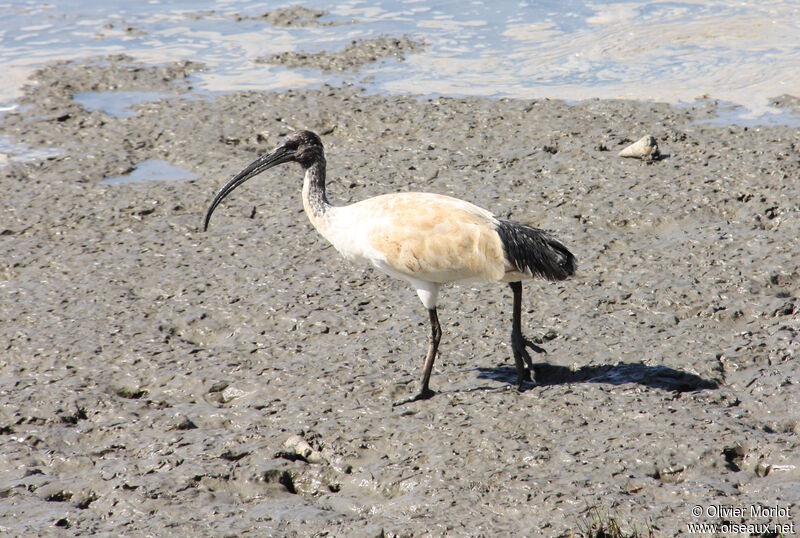 Australian White Ibis